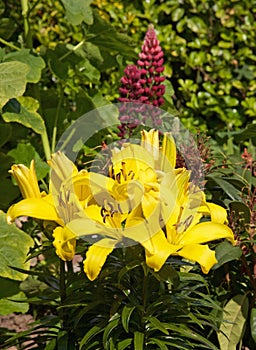 Yellow lilies in a summers garden