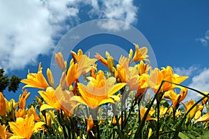 Yellow lilies under blue sky