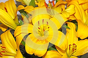 Yellow Lilium candidum