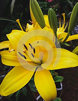 yellow lilium flower plant full bloom  closeup