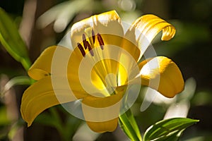Yellow Lilium Flower