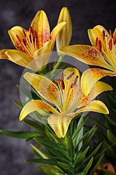 Yellow lilium flowers on the gray background