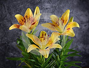 Yellow lilium flowers on the gray background