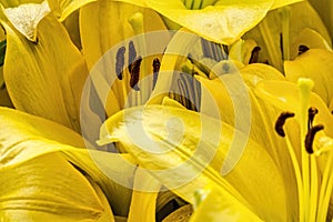 Yellow lilium group