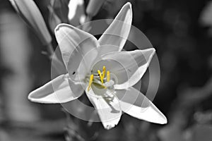 Yellow Lilium stamens on a monochrome background