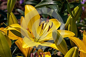 Yellow liliy of the \'Gironde\' variety (Asiatic hybrid lily) in the garden