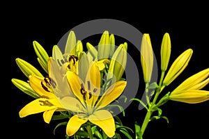 Yellow lillies 2