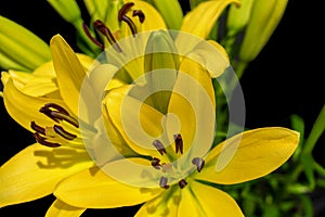 Yellow lillies 3