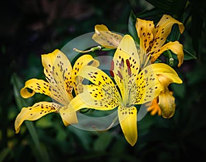 Yellow lillies on a dark background