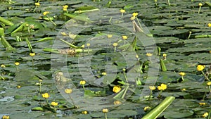 Yellow lillies in river stream