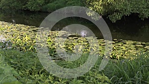 Yellow lillies in river stream