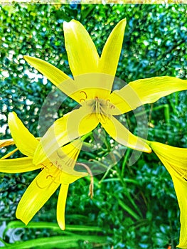 Yellow lillies in summer sun