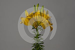 Yellow Lillium flower