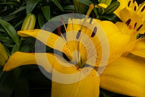 Yellow lilly flower in the Keukenhof in 2022 in the Netherlands