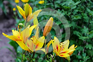 Yellow lilly folwer grwoing in garden. Nature