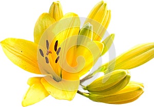 An yellow lilly spring