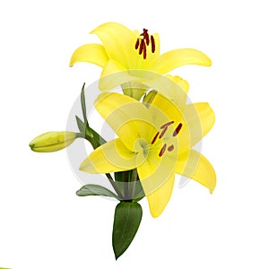 Yellow Lily