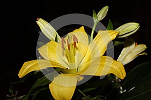 Yellow lily