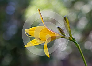 Yellow lily on abstract background with light dots