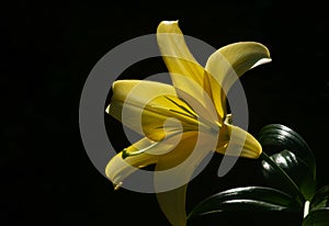 Yellow Lily photo