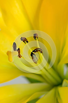 The yellow lily with brown stamens close-up