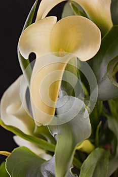 Yellow lily calla