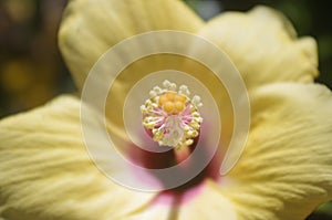 Yellow lily close up during the spring