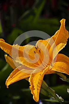 Yellow lily flower