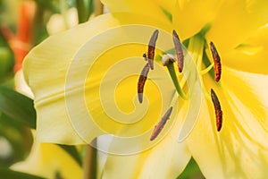 Yellow lily flower