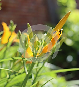 Yellow lily flower bouquet bud bright sunshine summer insect