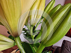 Yellow Lily. Flower buds macrophotography. Herbaceous stem.