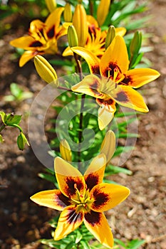 Yellow lily flower and buds