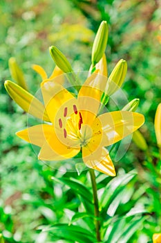 Yellow Lily flower closeup. Pistil, stamen and pollen