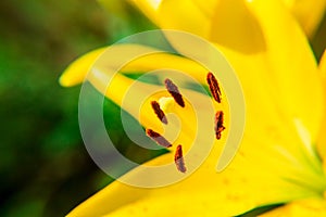 Yellow Lily flower closeup. Pistil, stamen and pollen. Macro