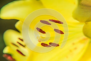 Yellow Lily flower closeup. Pistil, stamen and pollen. Macro