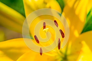 Yellow Lily flower closeup. Pistil, stamen and pollen. Macro