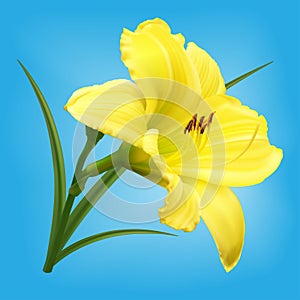 Yellow lily flower on light blue background