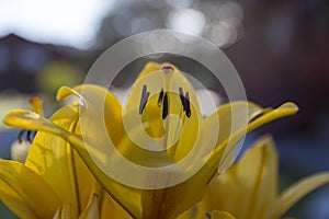 Yellow lily flower macro in evening sky with beautiful bokeh background. Large buds of blooming yellow lily in the garden