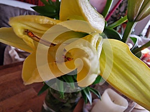Yellow Lily. Flower macrophotography. Herbaceous stem.