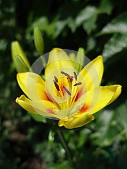 Yellow lily flower with stamens