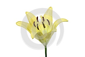 Yellow lily flower on white background.