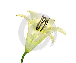 Yellow lily flower on white background.