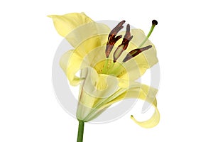 Yellow lily flower on white background.