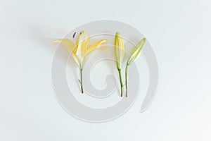 Yellow lily flower on the white background. Flat lay