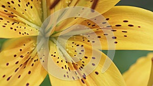 yellow lily flowers blooming in garden. macro 4k footage