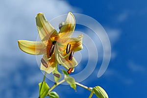 Yellow lily flowers on a blue sky background in a summer garden