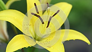 Yellow lily flowers in garden