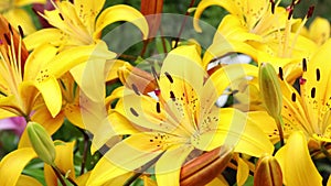 yellow lily flowers grow in the garden