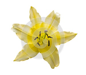 Yellow lily flowers isolated on white background with clipping path