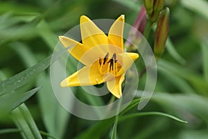 Yellow lily in full bloom